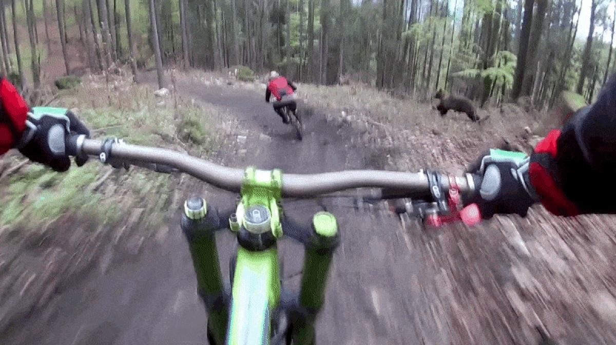 Este escalofriante encontronazo entre un ciclista y un oso por poco acaba en tragedia