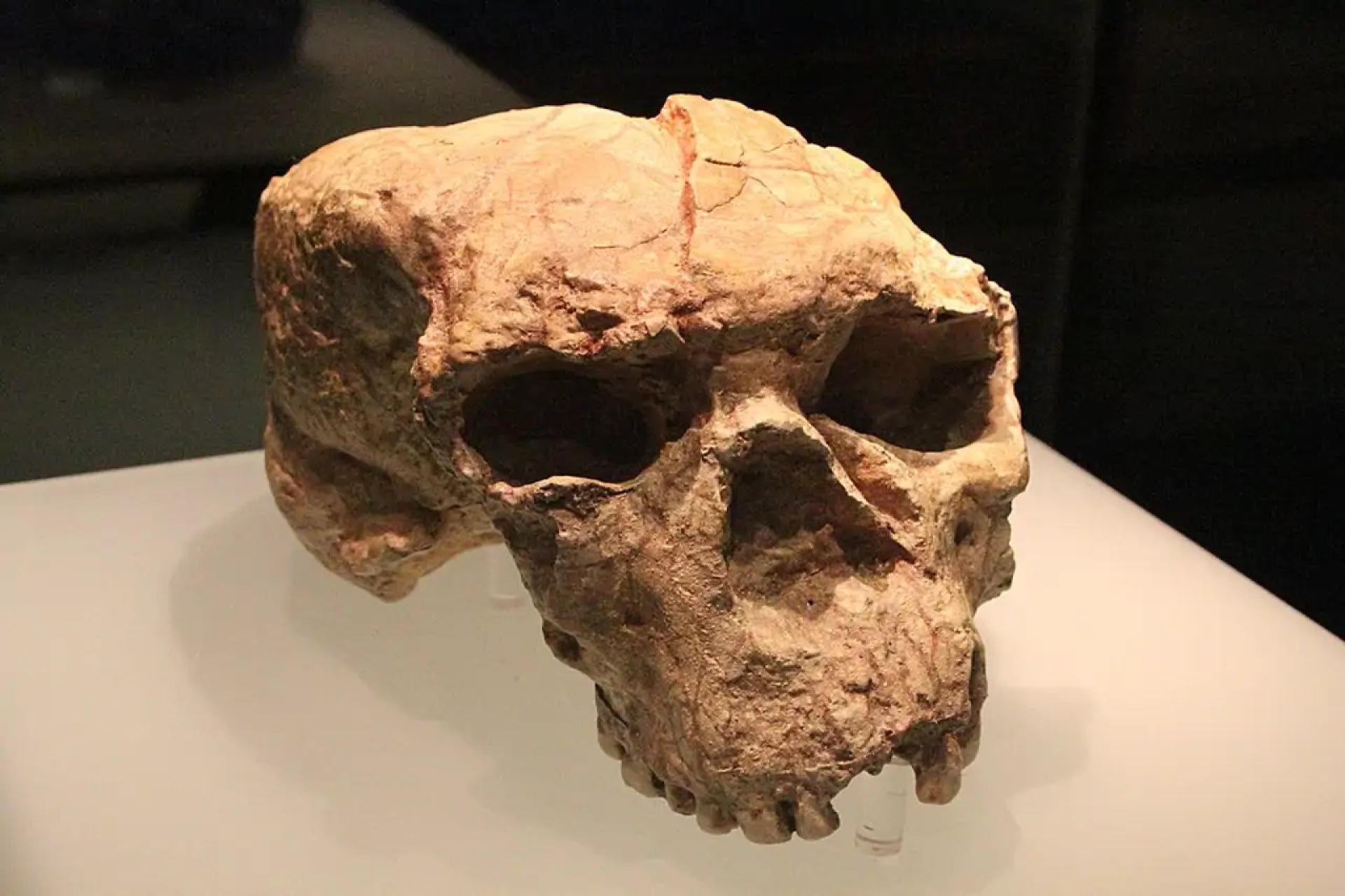 Cráneo antiguo en China revela secretos de la evolución humana