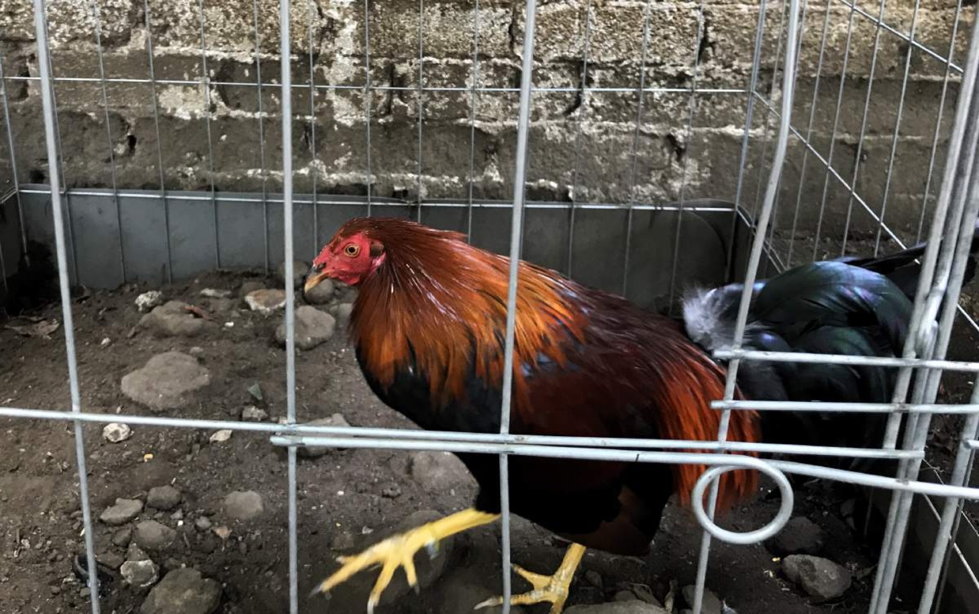 Piden preservar crianza de gallos de pelea como “patrimonio cultural”