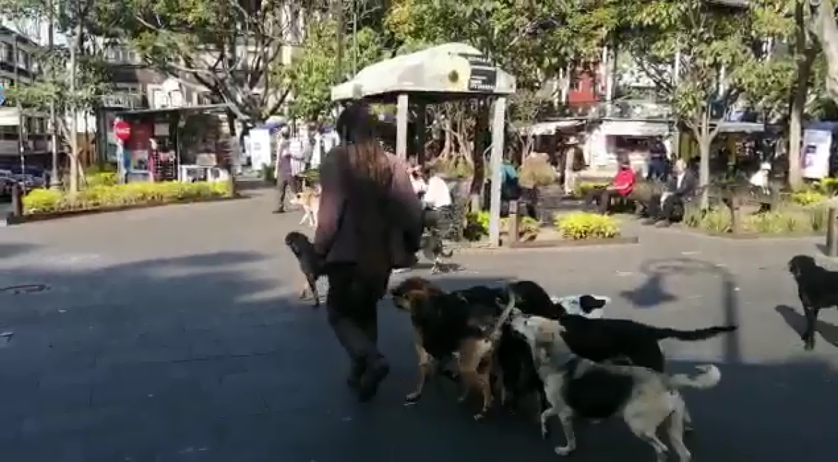 Jauría ataca a 'Chiquínquiro', el perro que vive en el jardín Juárez