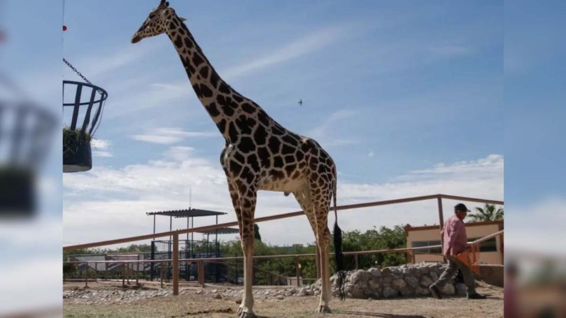 La jirafa 'Benito' encuentra nuevo hogar en Africam Safari, Puebla