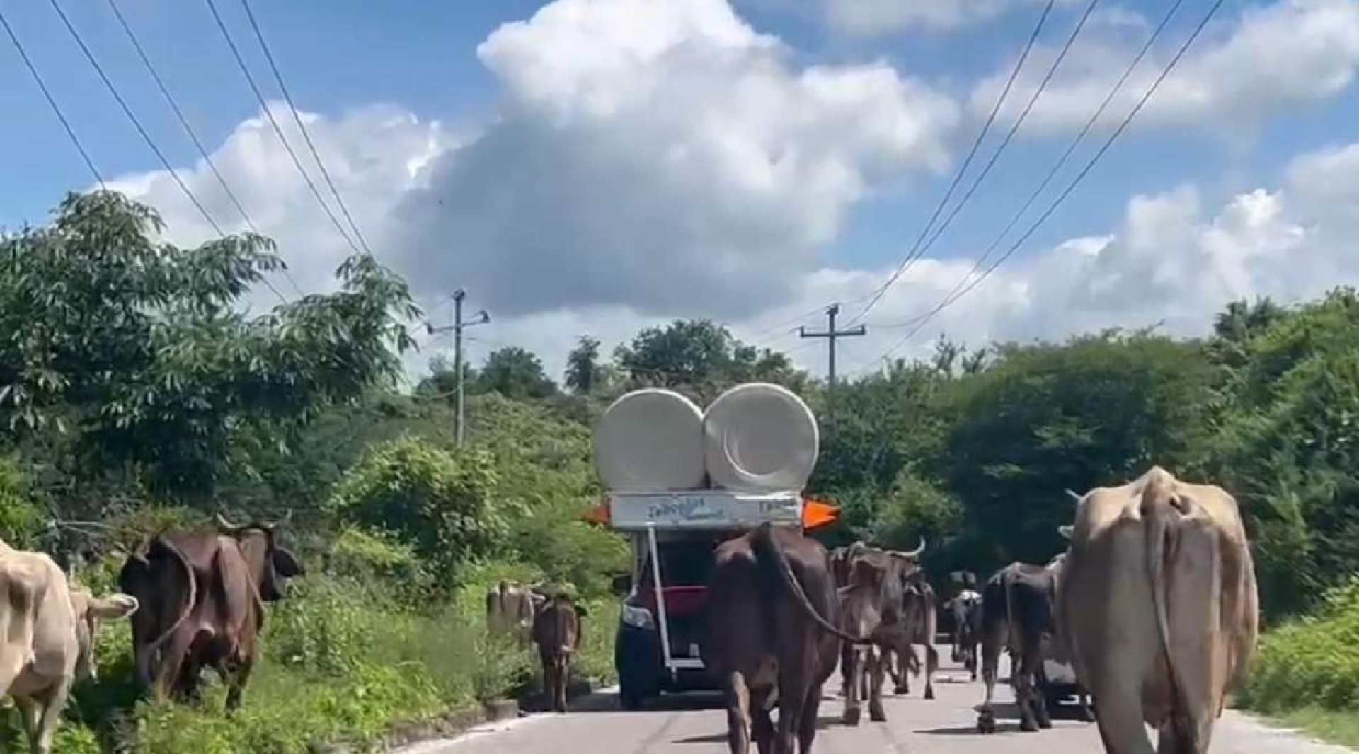 Promueven inseminación artificial en ganado de Mazatepec