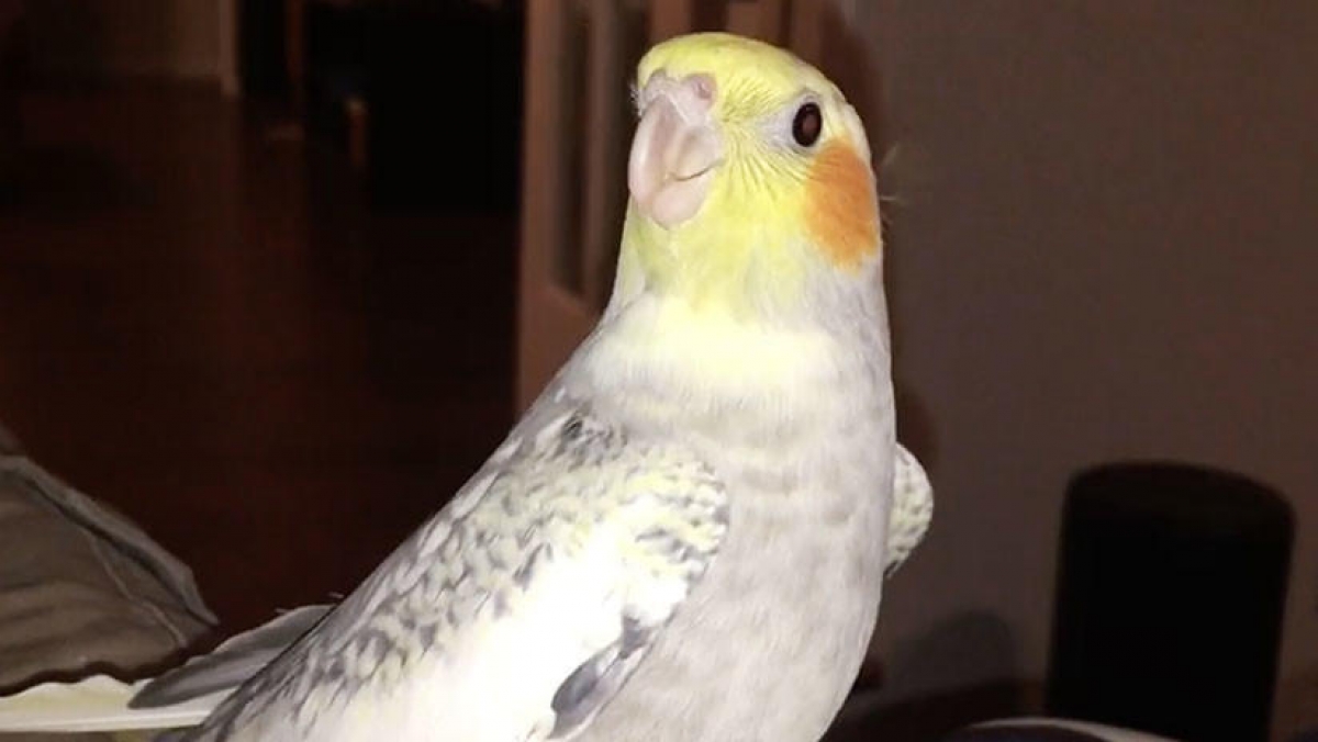 VIDEO: Cacatúa imita tono de llamada del iPhone cuando se enoja