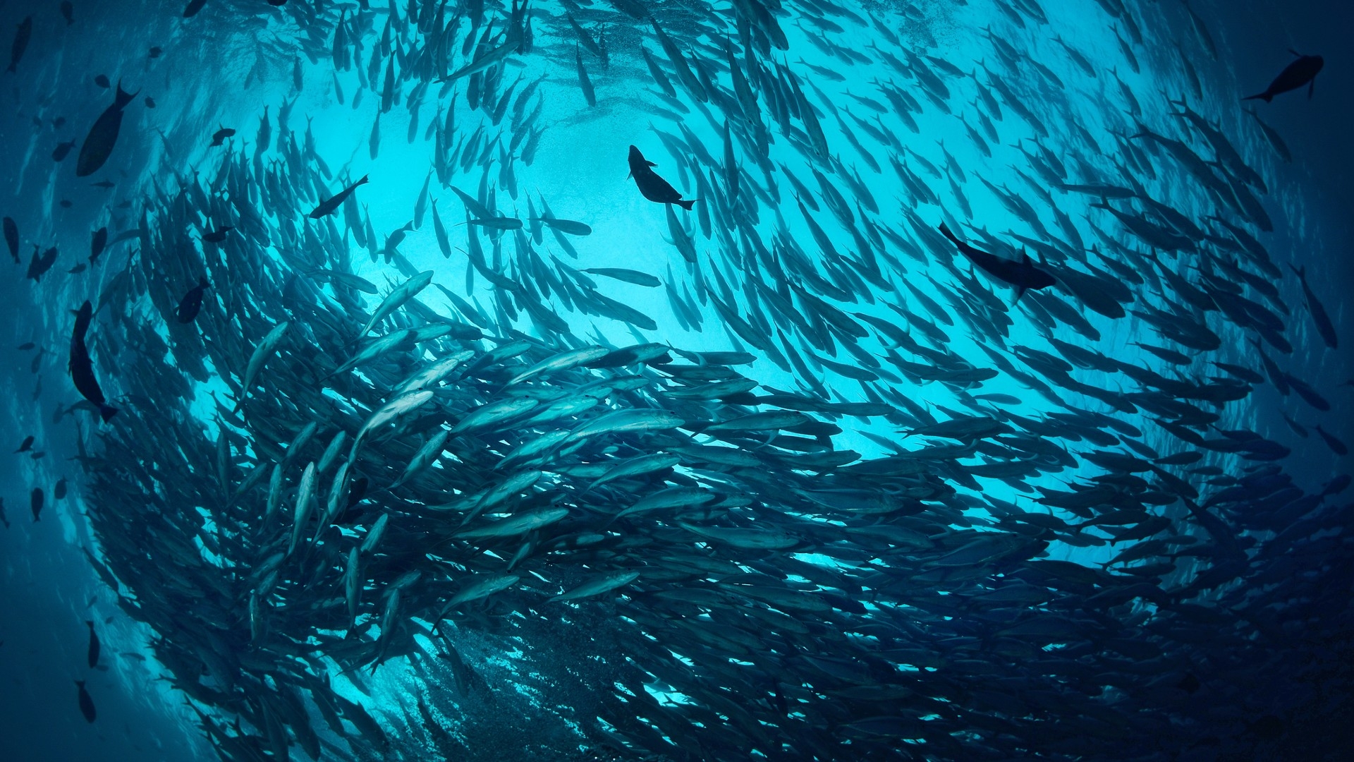 Calentamiento de océanos reduce casi 20% anual la biomasa de peces