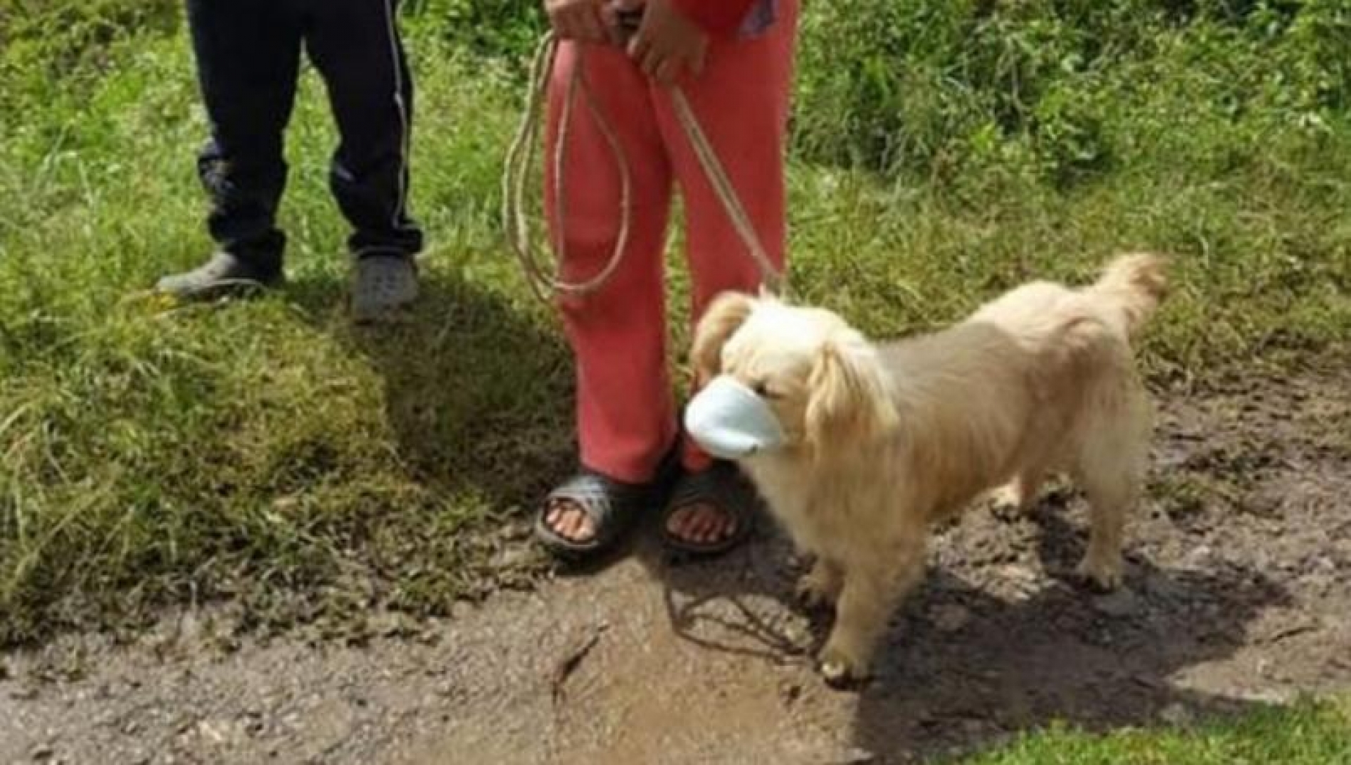 FOTO: Perrito acude a vacunarse con cubrebocas y se hace viral