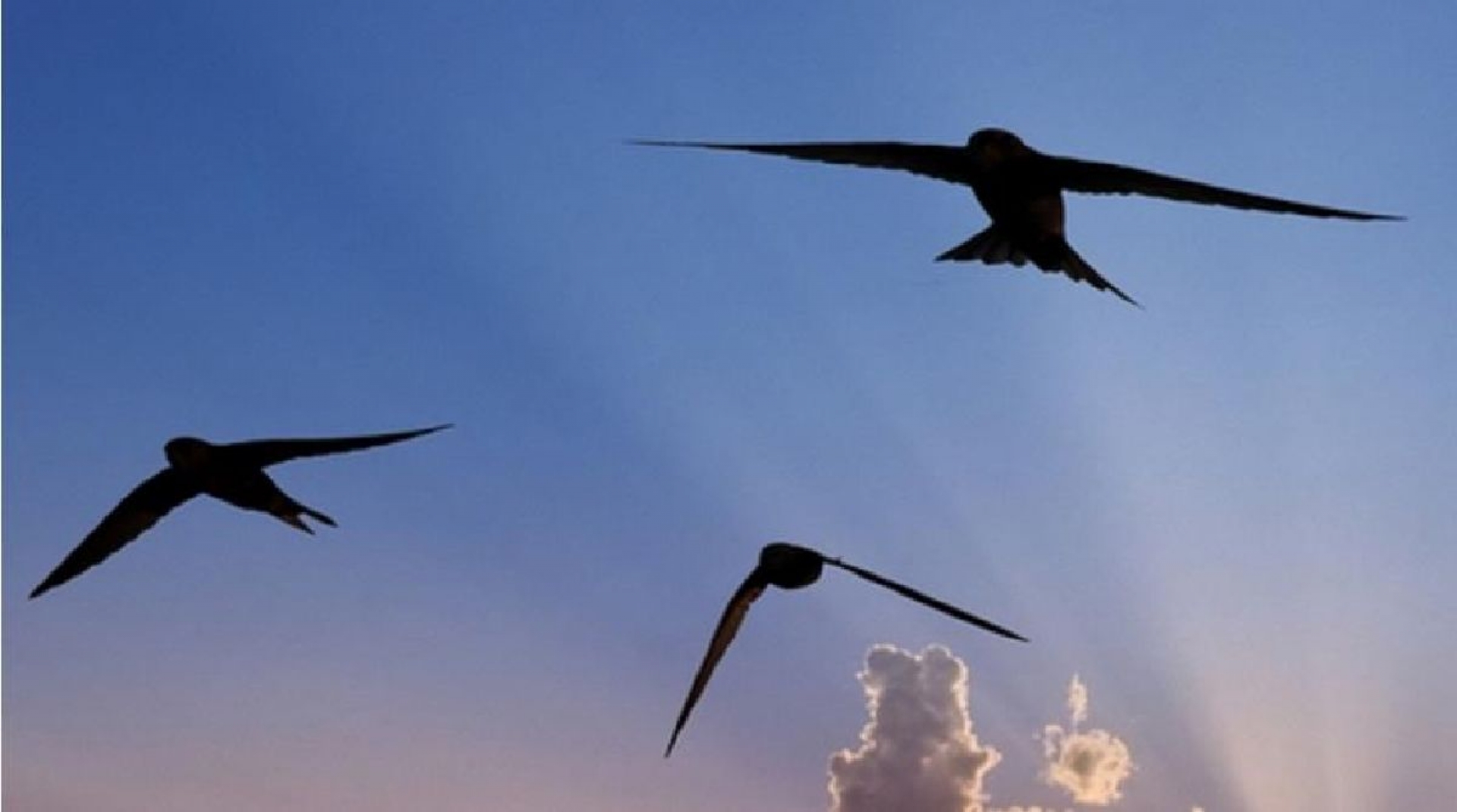 ¿Es un pájaro, un avión? No, tampoco es Supermán, sino un dron batiendo su alas