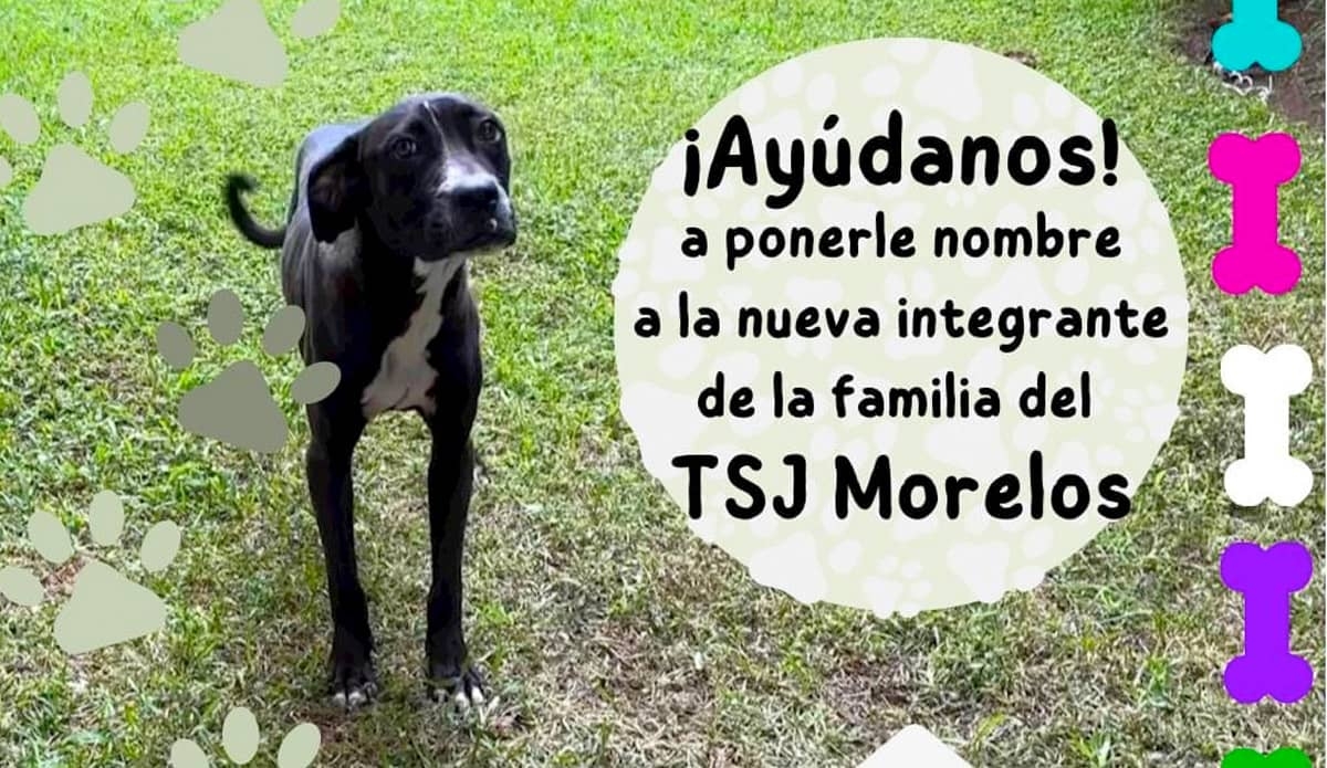 Rescatan a perrita en el TSJ y buscan ponerle nombre