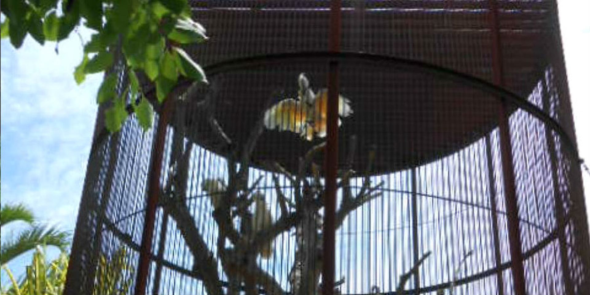 Asegura Profepa seis guacamayas y cuatro cacatúas, en Tequesquitengo