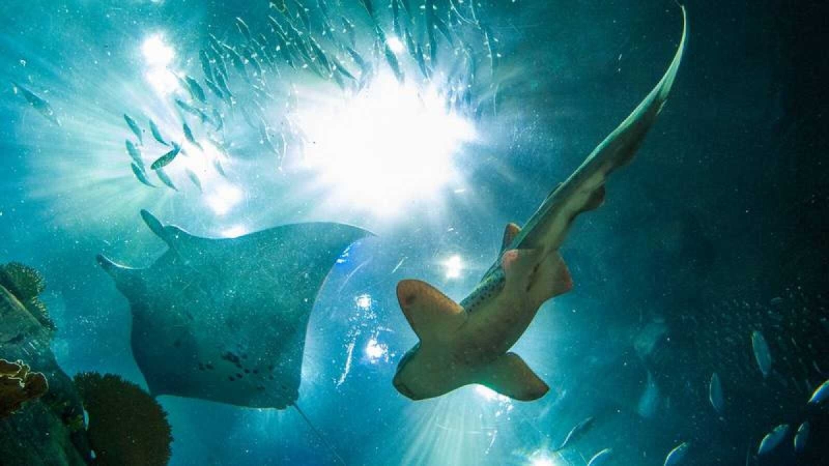 Dos tercios de los tiburones y rayas en arrecifes podrían extinguirse: estudio