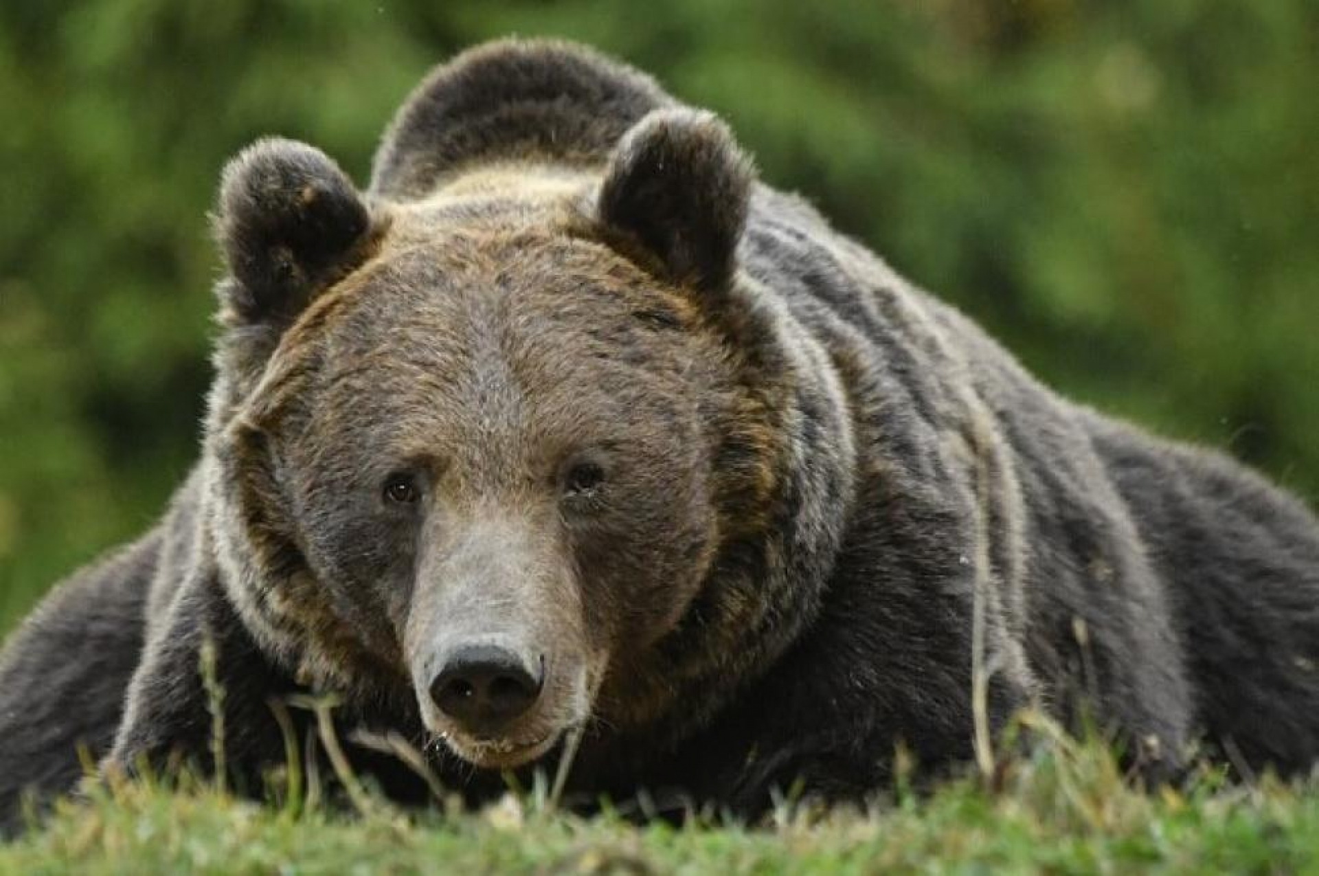 VIDEO: Fue atacado por un oso en plena calle rusa y vivió para contarlo