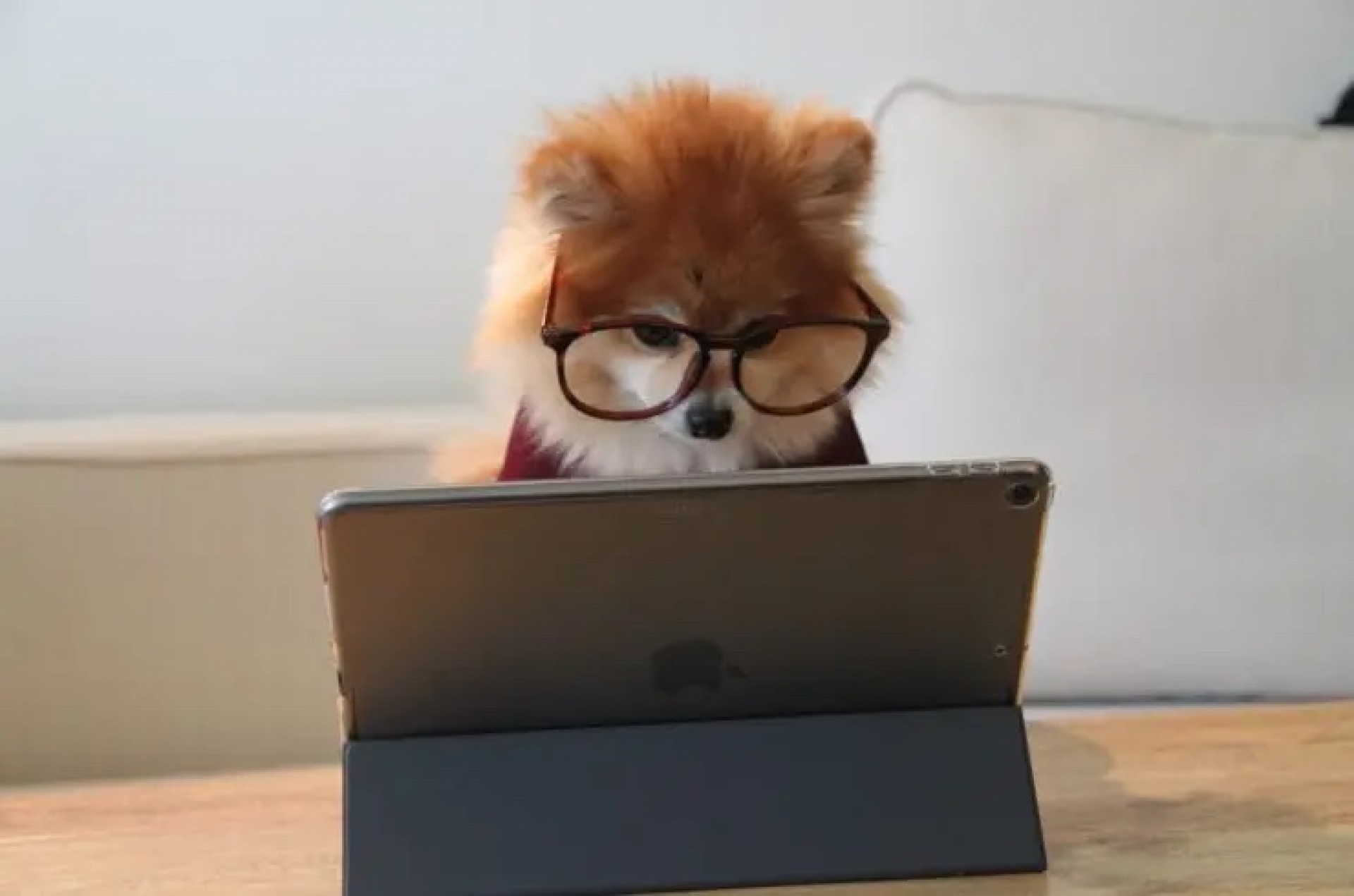 ¿Tu perro es un genio? Compruébalo con este sencillo juego
