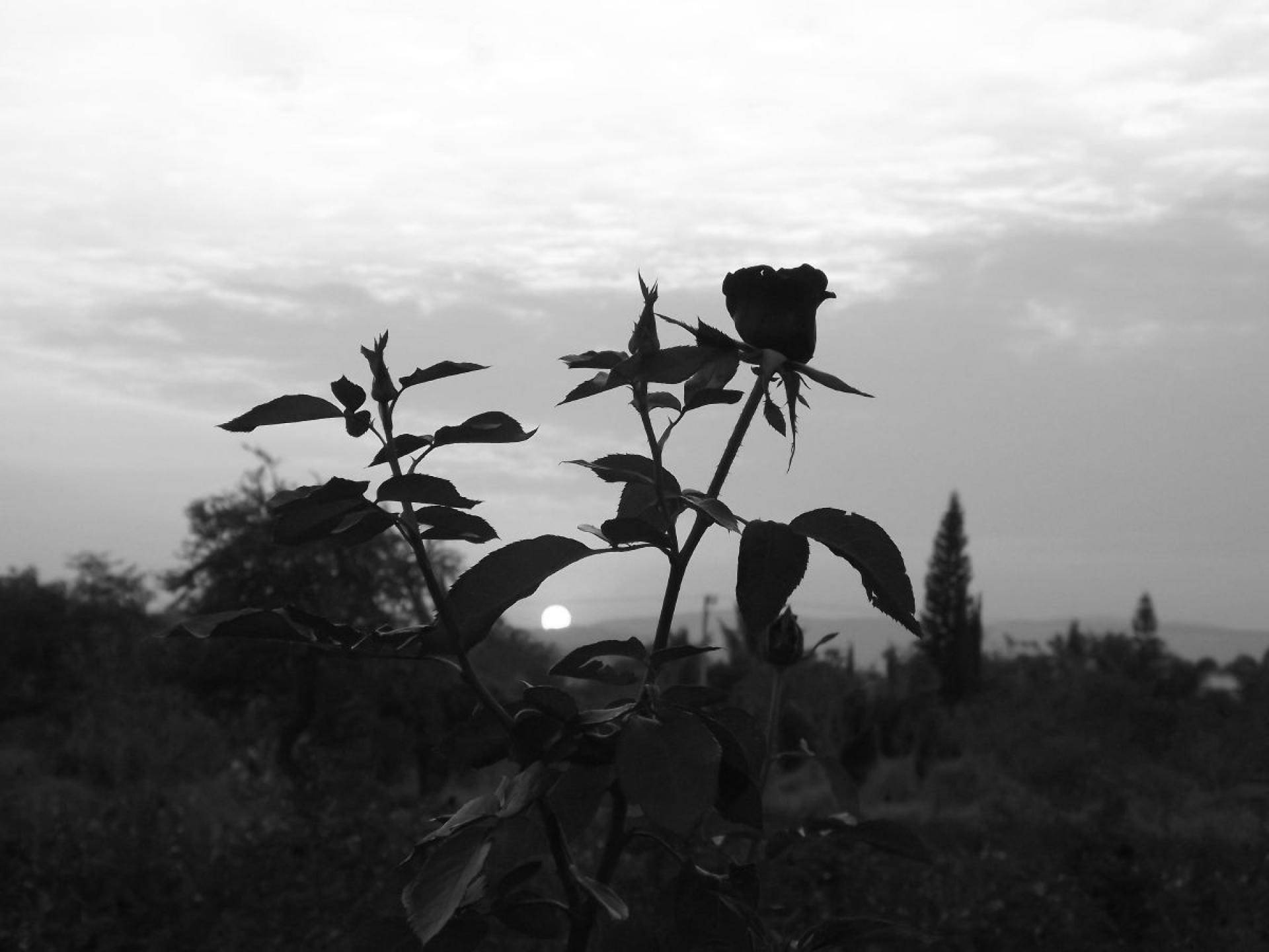 Sueño de rosas