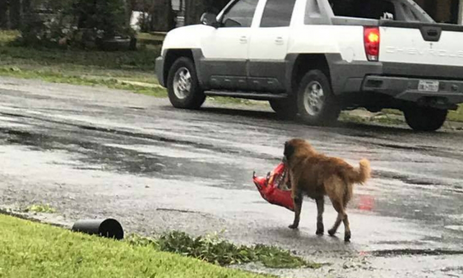 Perrito escapa de huracán con comida; gracias a las redes encontró a su familia
