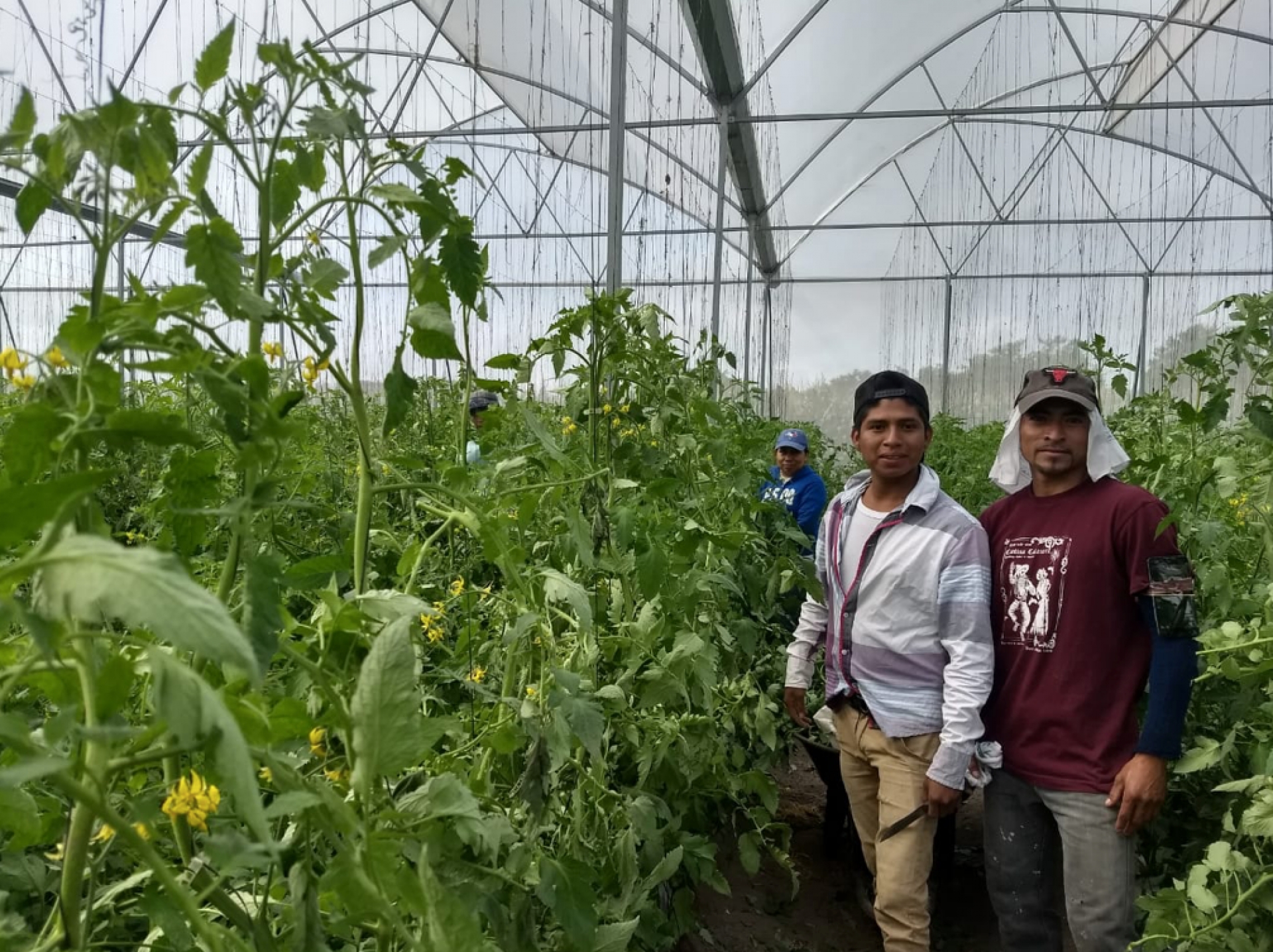 Denuncian productores de Ayala condicionamiento de apoyos por parte del delegado de Sagarpa