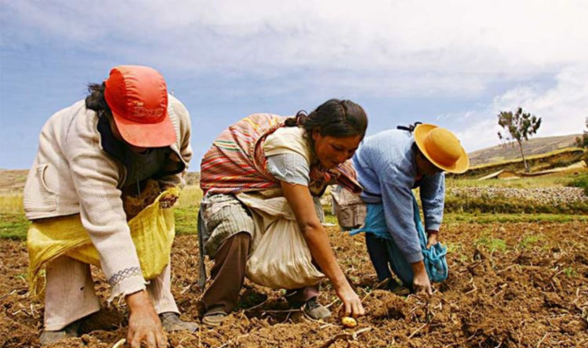 La pandemia ha causado pérdidas de hasta 80 % al sector agrario: CIOAC