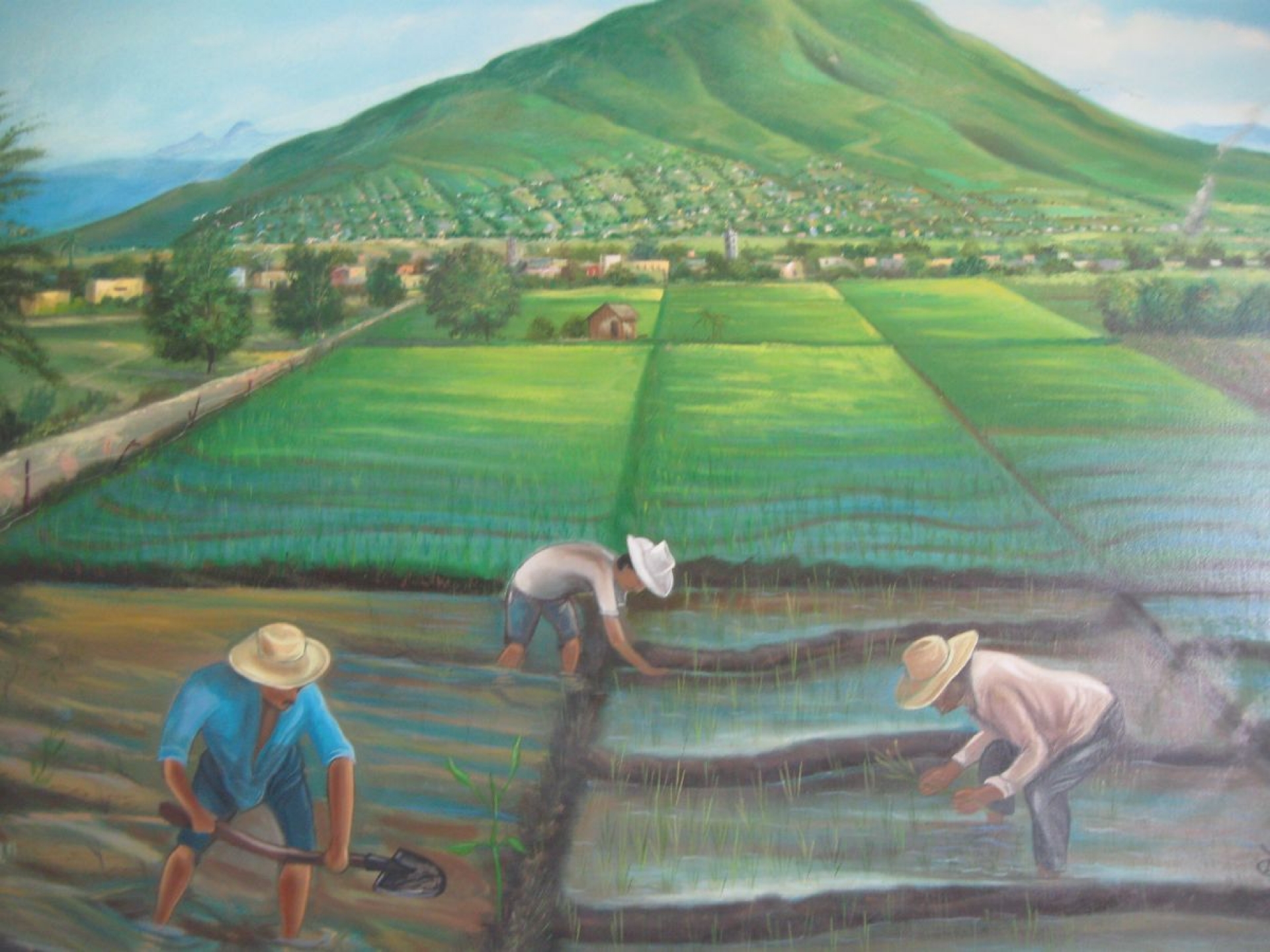Pretenden incrementar la superficie cultivada del arroz en la zona sur