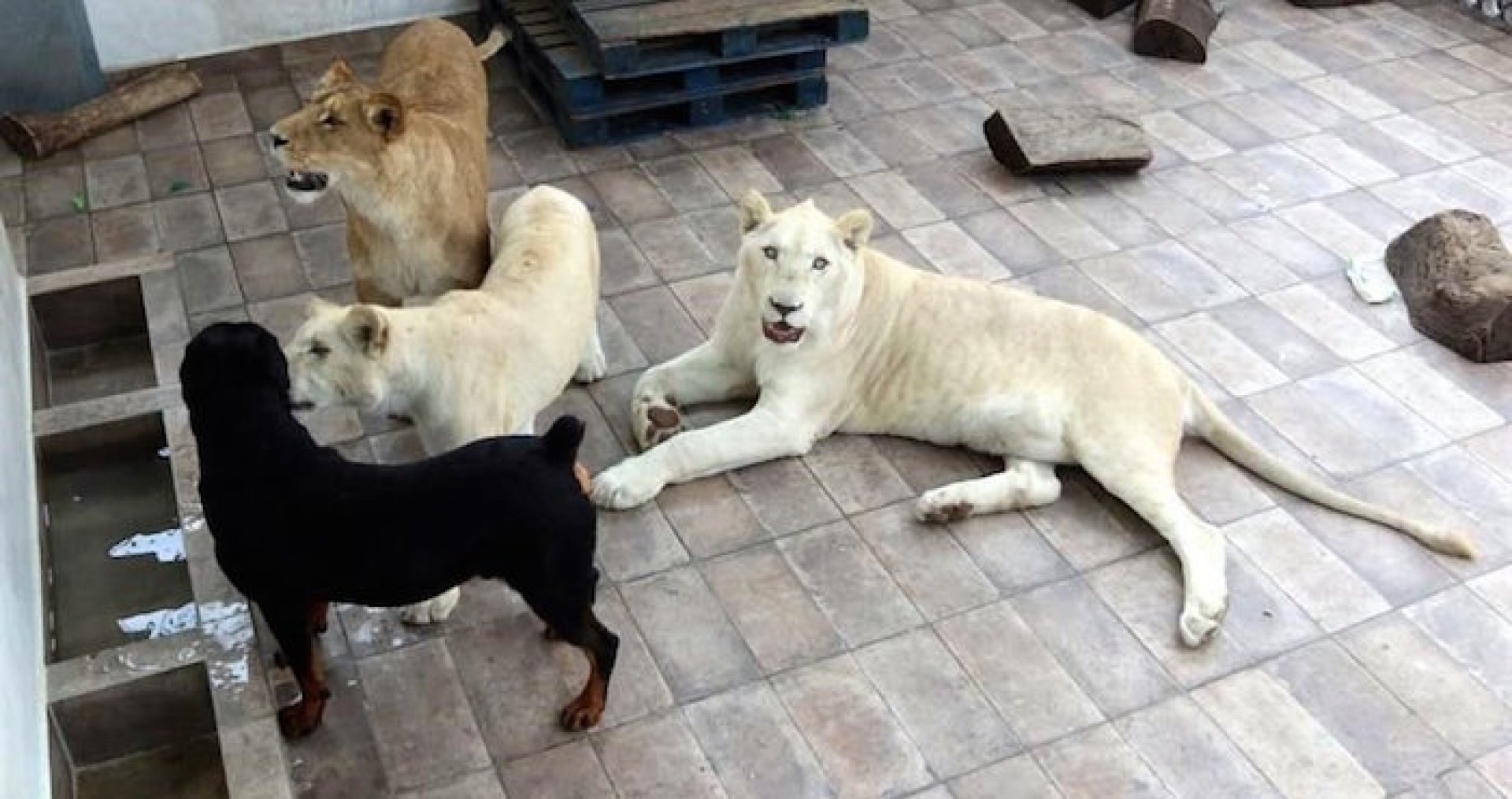 Un perro convive con tres leones en un domicilio de la delegación Iztacalco, en la CdMx