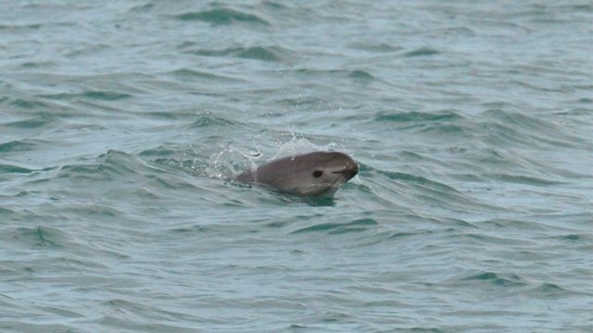 Dan ultimátum a México para proteger vaquita marina