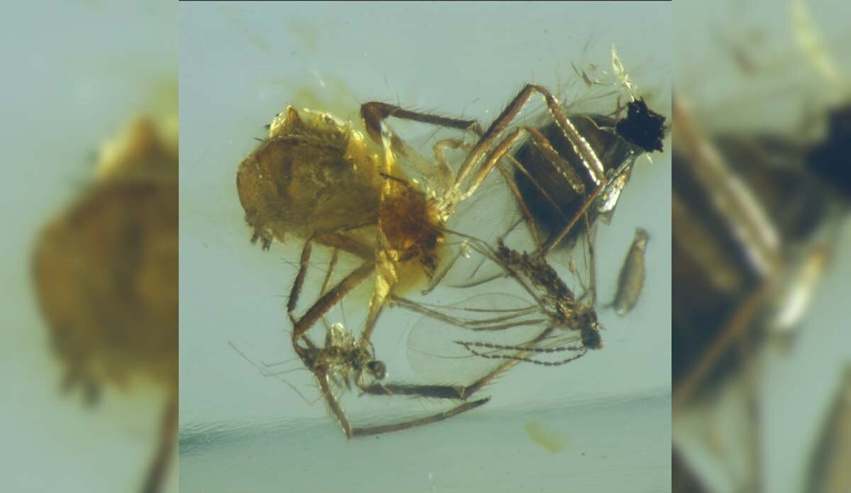 Hallan en Chiapas especie de araña que data de 23 millones de años