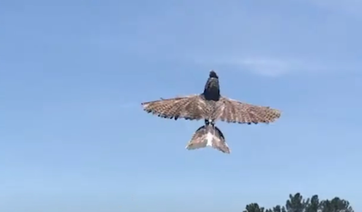 Científicos crearon drones espías con pájaros muertos