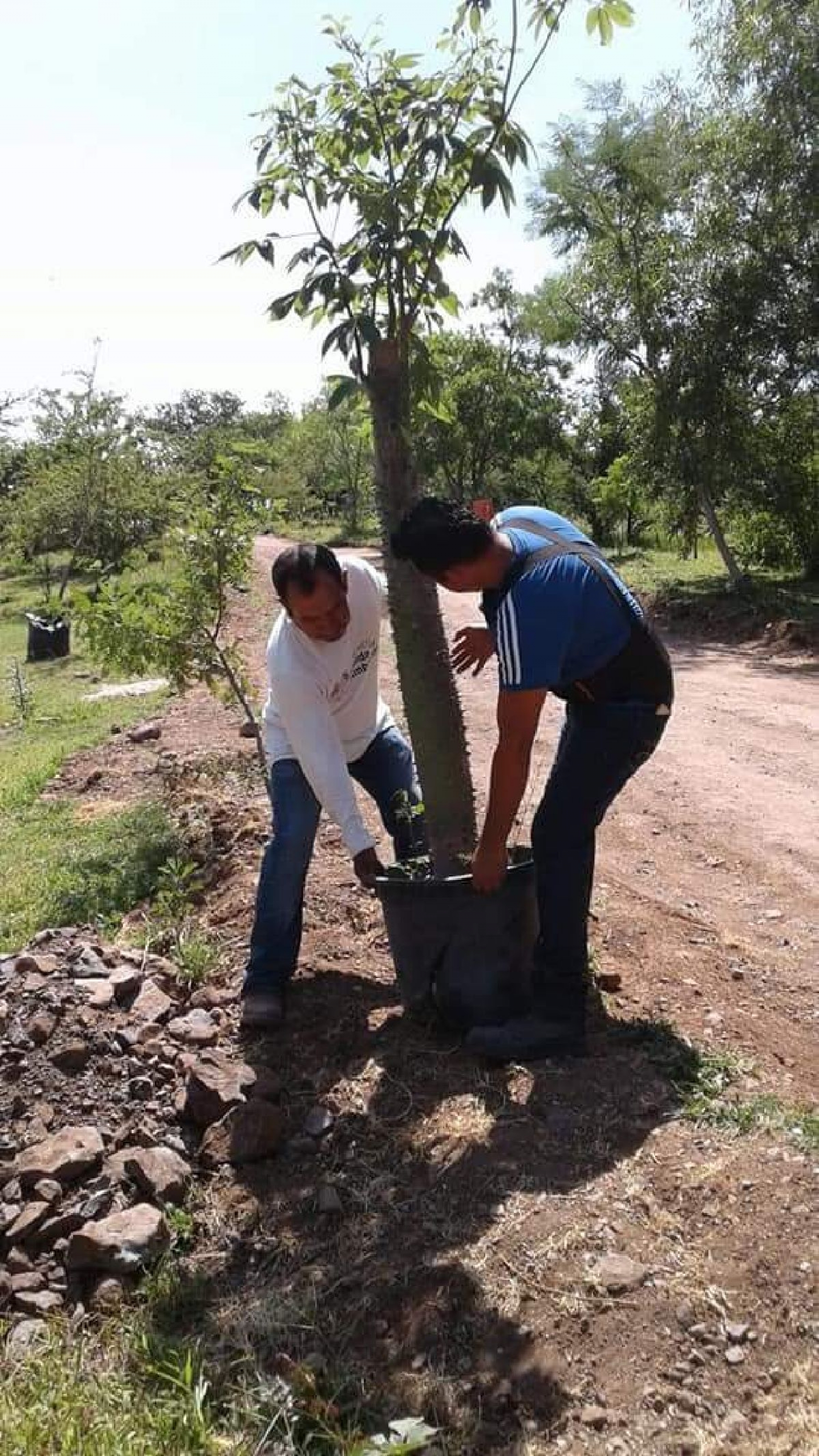 Reforestan el Parque “El Cristo del Mirador”