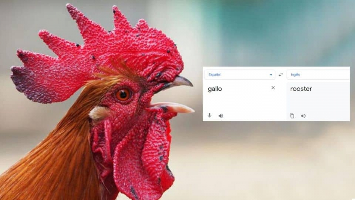 Causa risa la palabra “gallo” en el traductor de Google