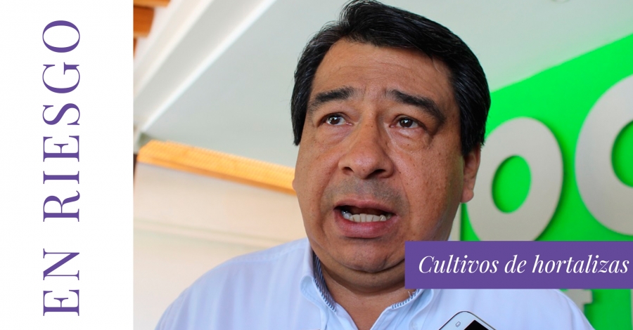 El exceso de humedad pone en riesgo los cultivos de hortalizas