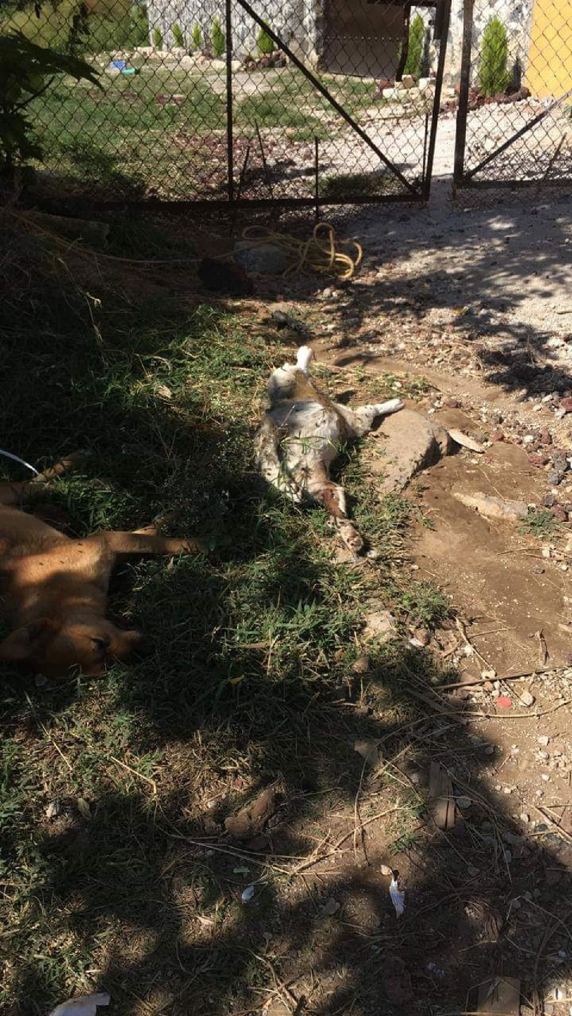 Con testimonios de vecinos, buscan a responsables de la muerte de 25 perros en Ocotepec
