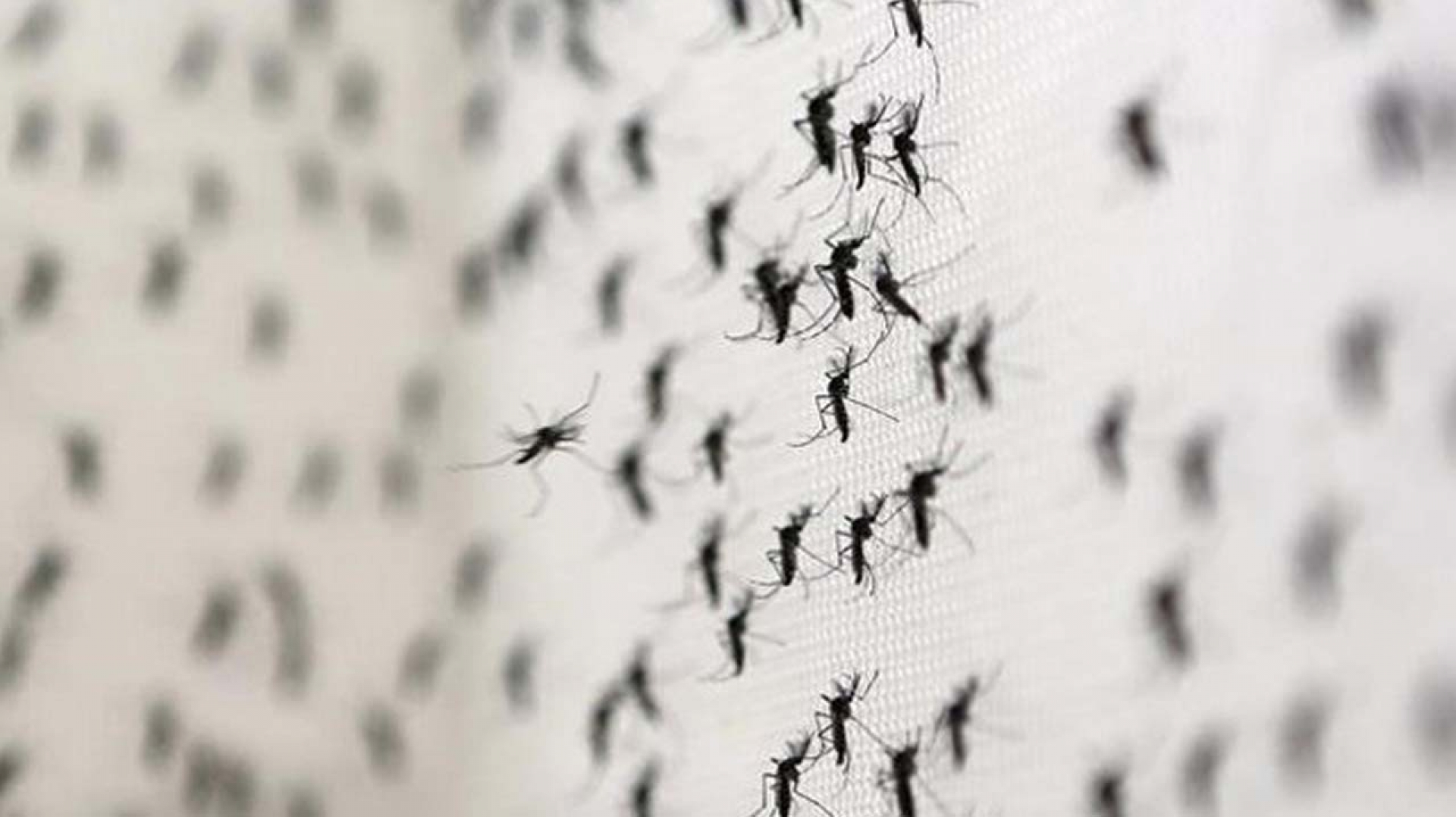 Aumenta presencia del mosco transmisor del dengue en poblados de Amacuzac