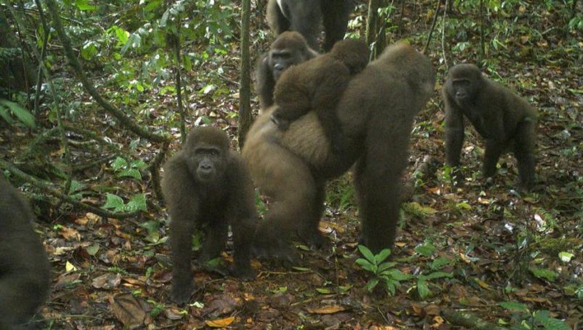 Captan subespecie de gorilas que se creía extinta