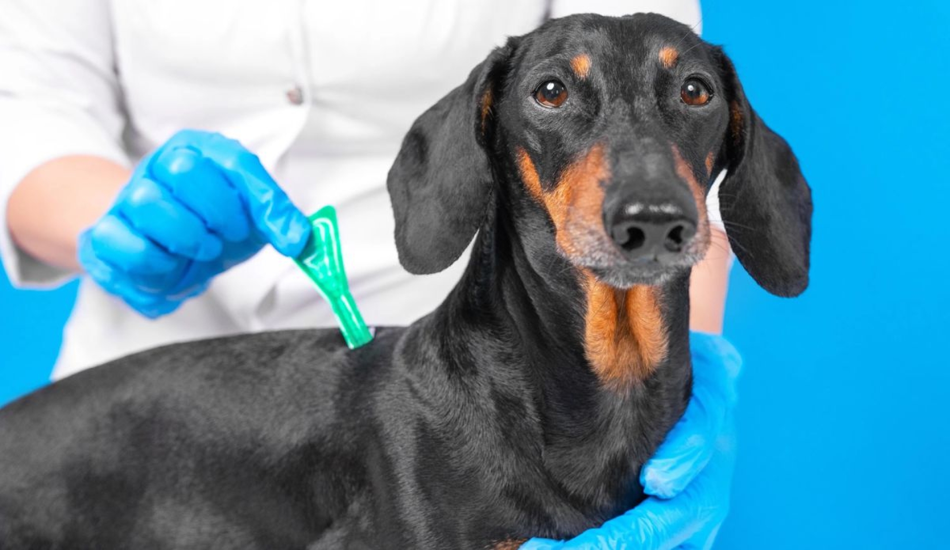 Guía práctica: cada cuánto desparasitar a perros y gatos