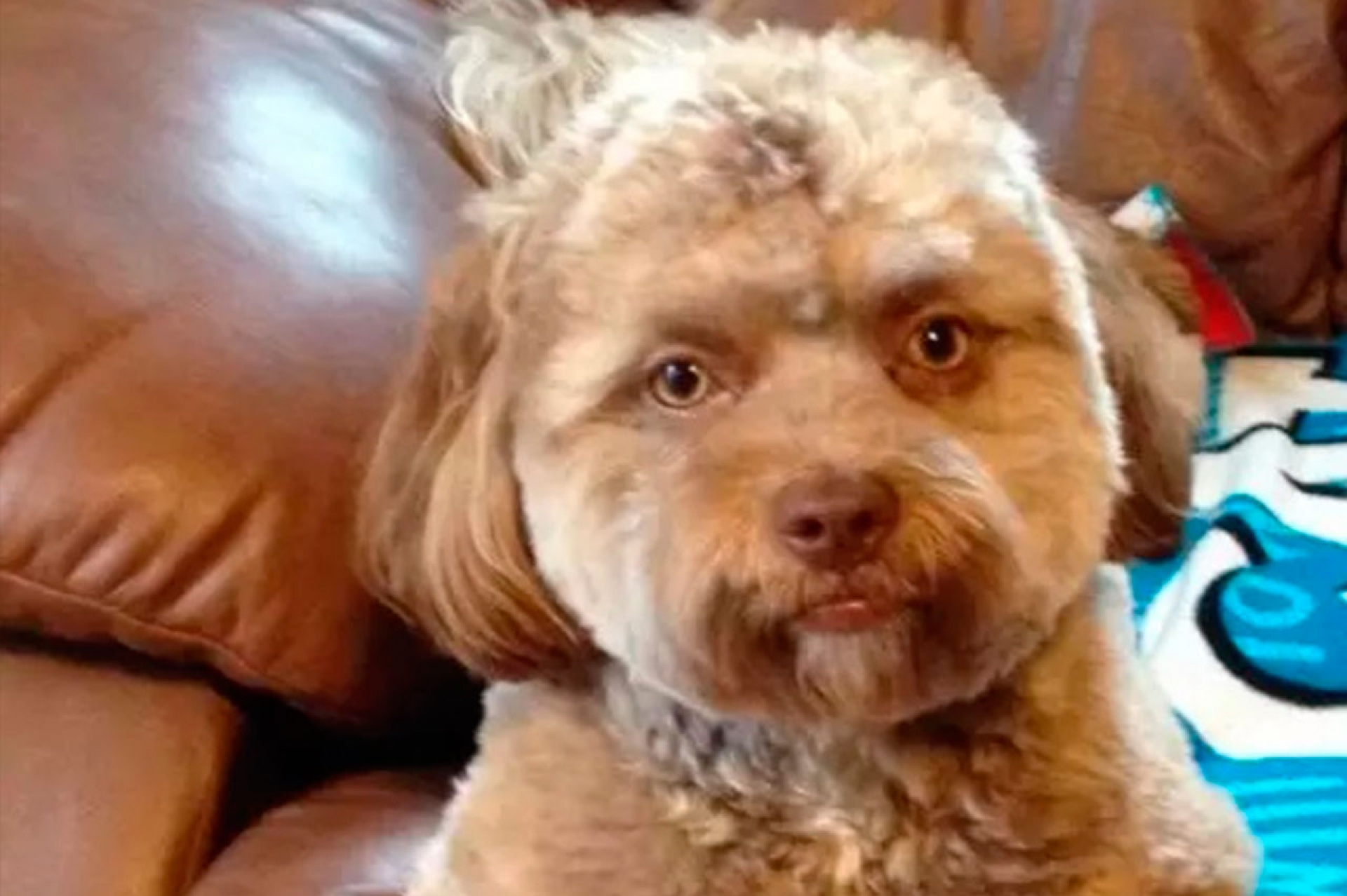 Este perro tiene cara de humano