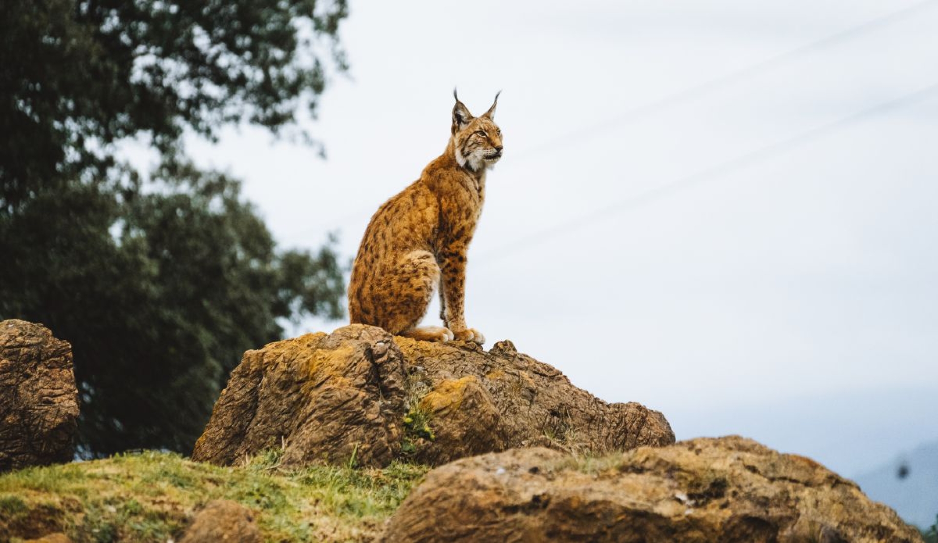 Conservación del lince ibérico en su día internacional