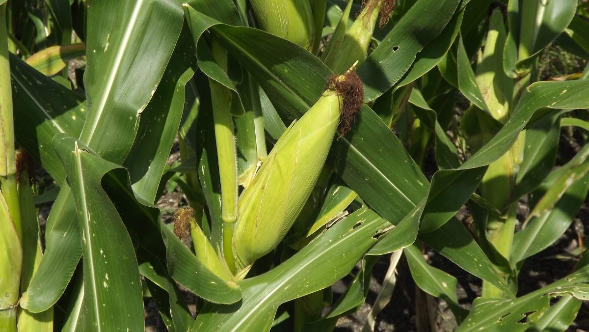 Con expectativa de buena cosecha, productores de maíz y sorgo del surponiente