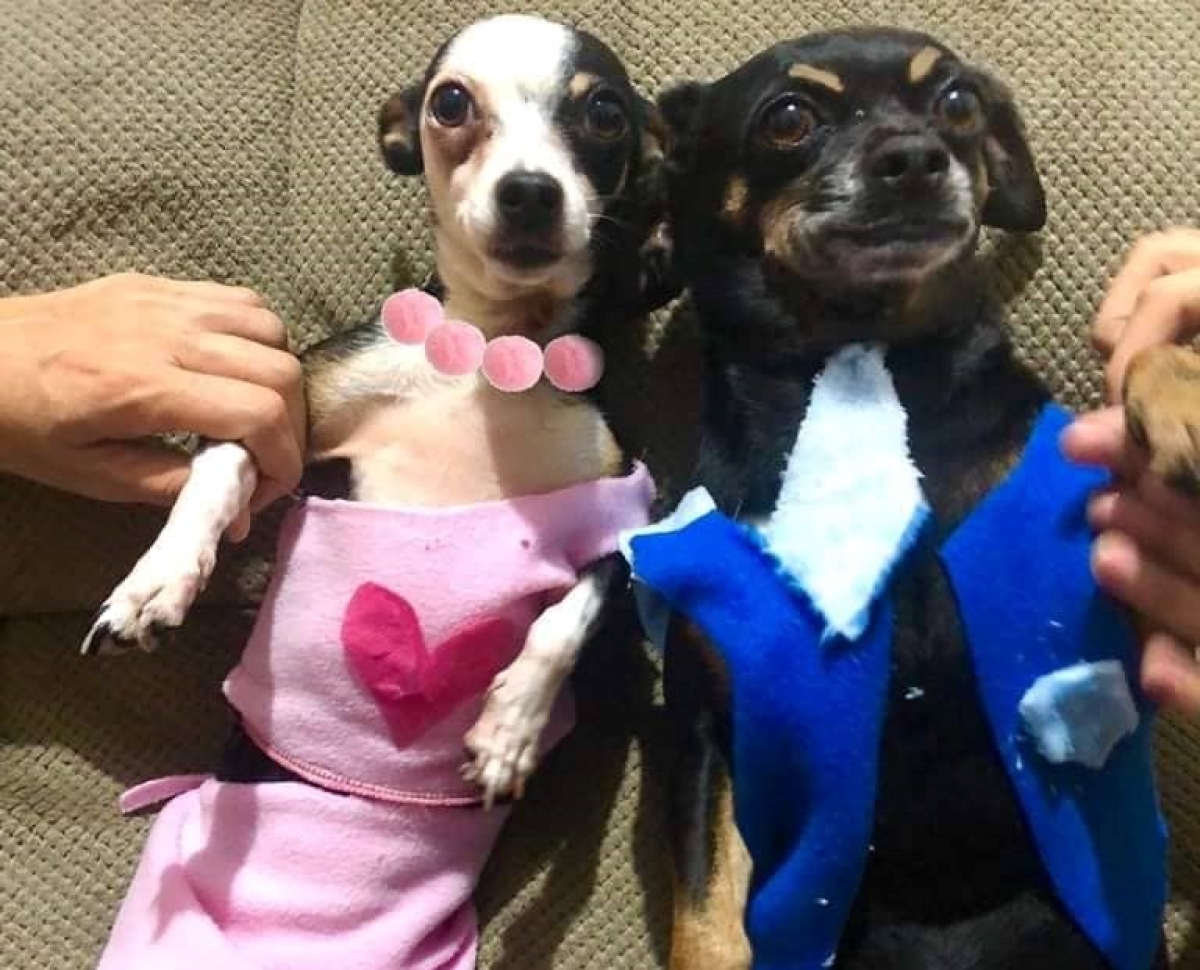 Organizan concurso de disfraces para mascotas y las fotos son una joya
