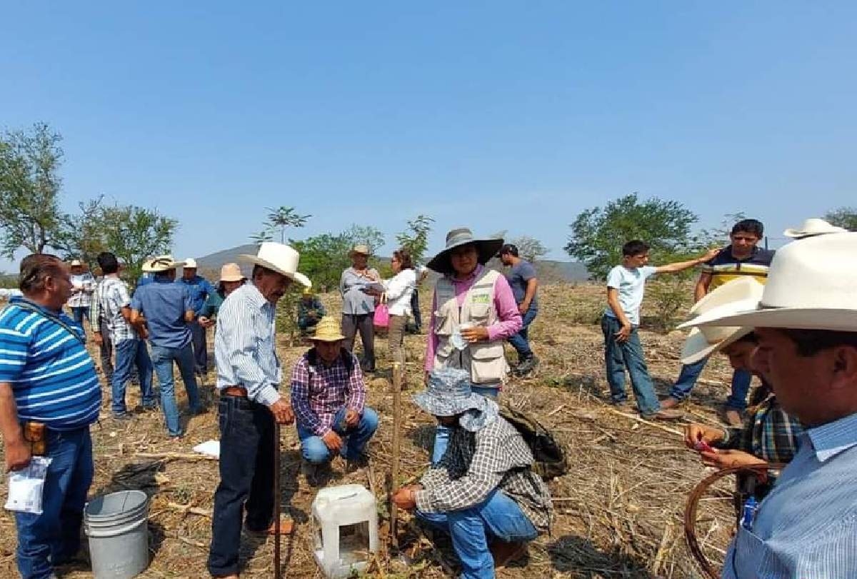 Capacitan a productores en manejo agroecológico en cultivo de maíz