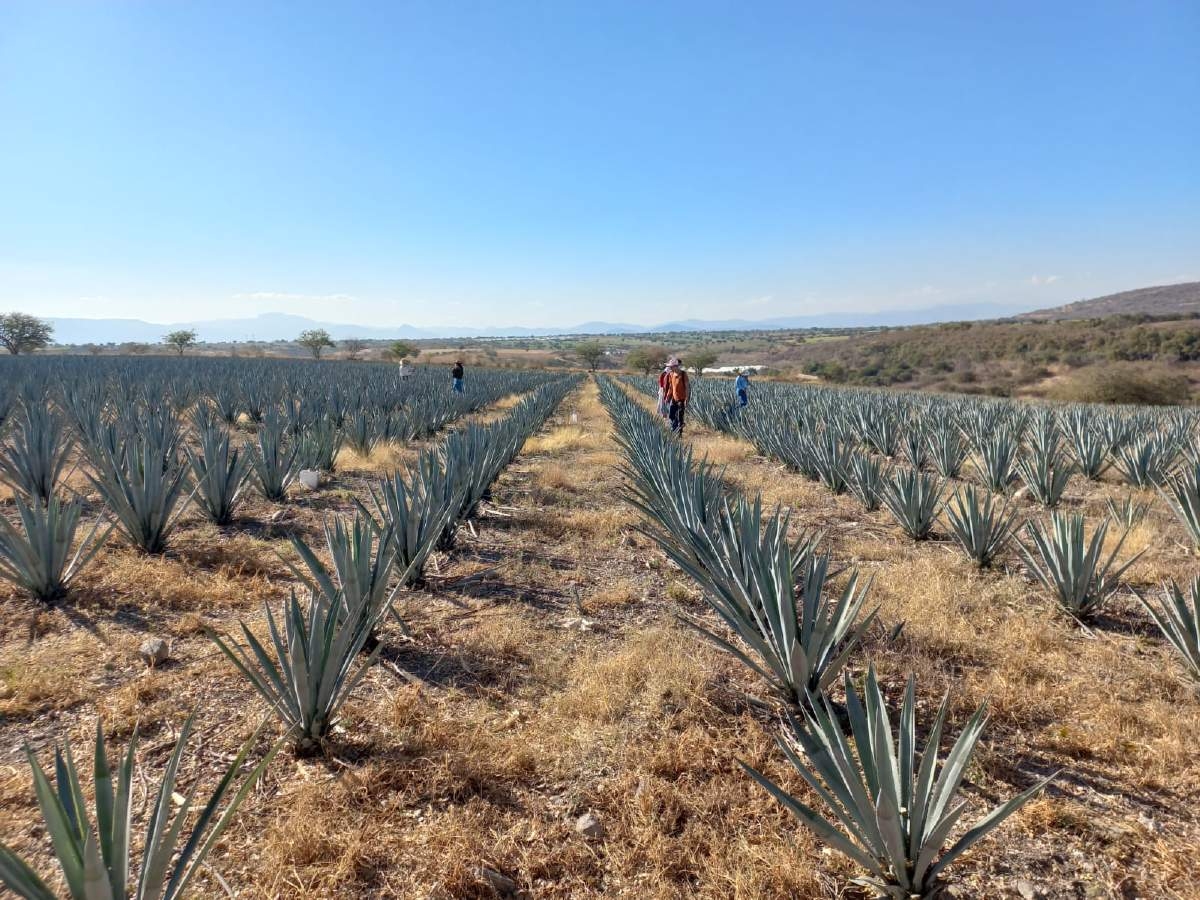 Morelos, cerca de alcanzar denominación de origen en la producción de mezcal