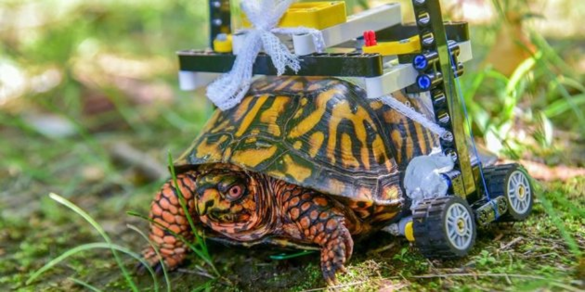 VIDEO: Gracias a una silla de ruedas de juguetes esta tortuga volvió a caminar