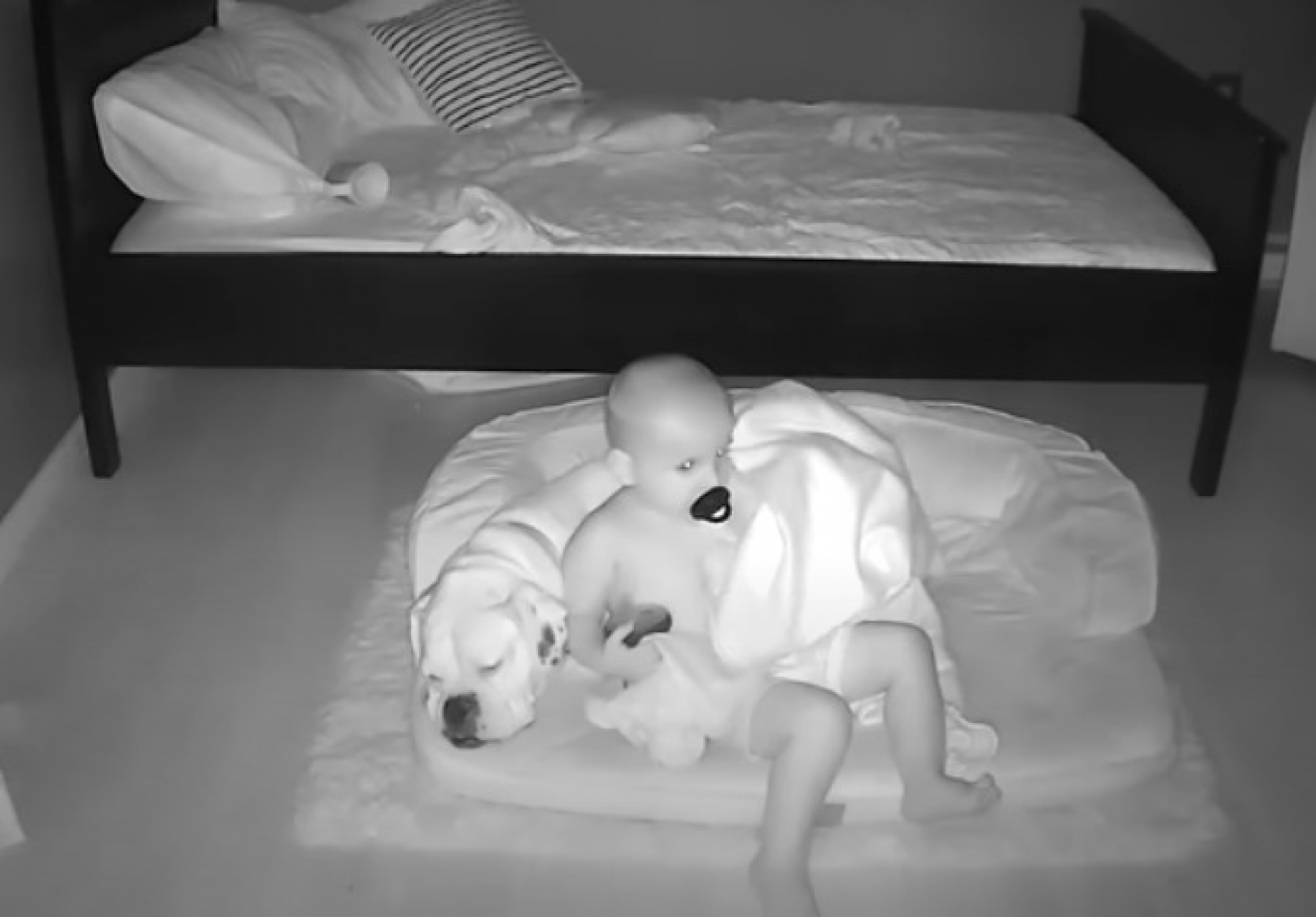VIDEO: ¡Mejor duermo con 'Brutus'!