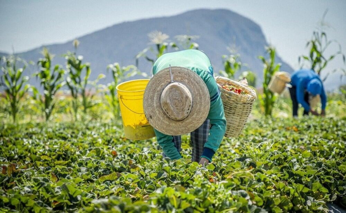 7 de marzo, Día Mundial del Campo