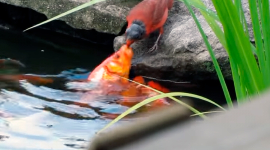 ¿Por qué este pájaro está alimentando a unos peces?