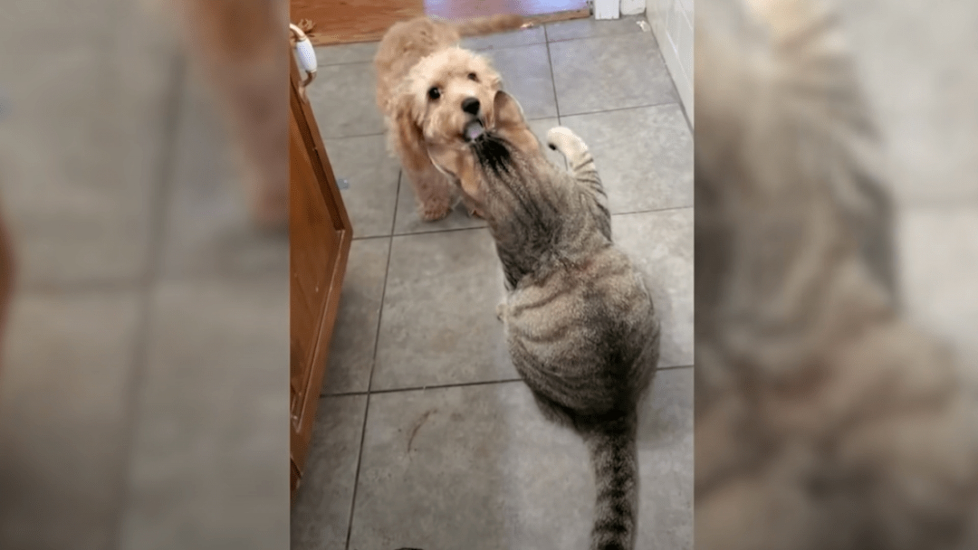 Lomito trae a otro para que lo defienda de un gato que lo molestaba
