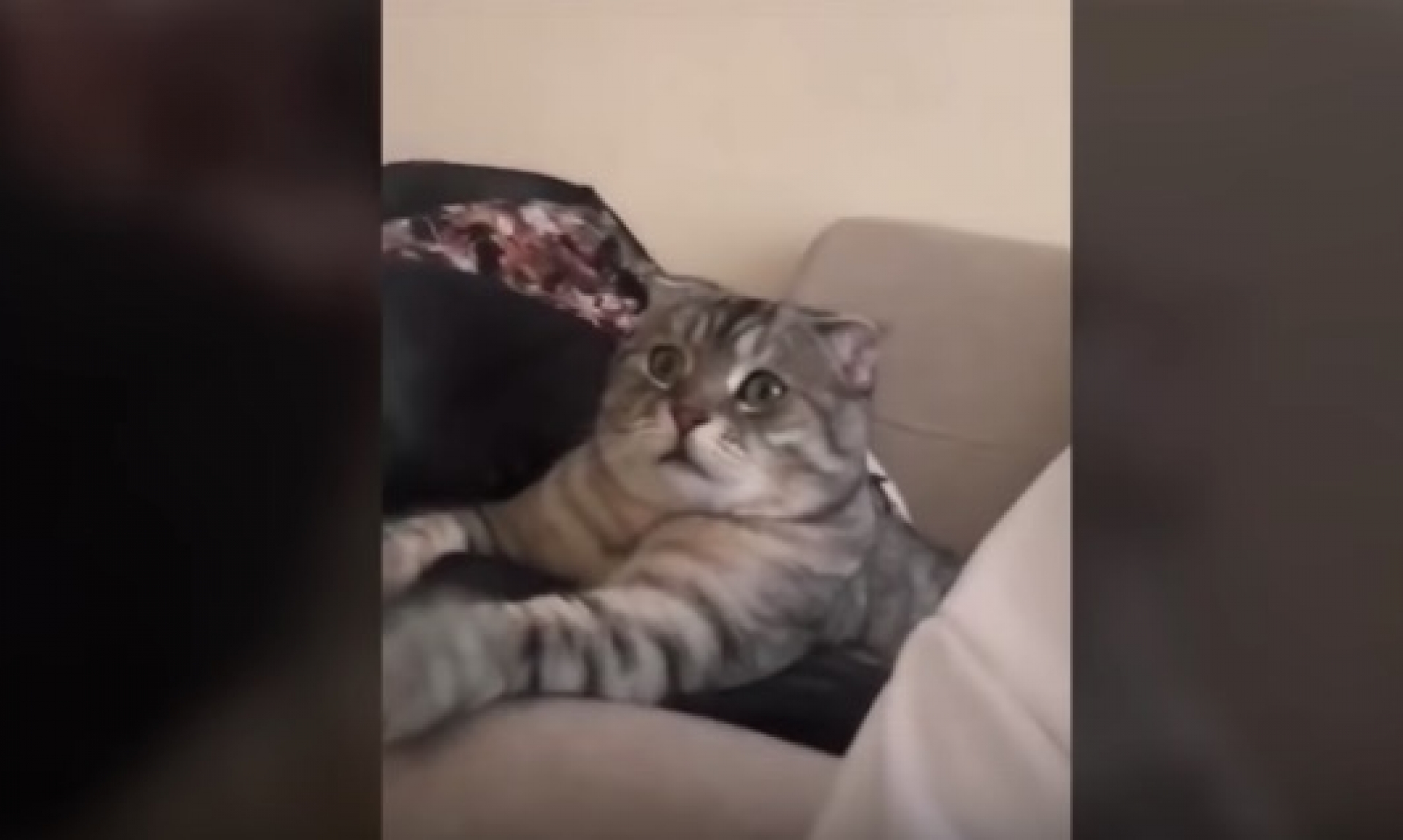 VIDEO: Así reacciona un gatito al ver a un grupo de leones comerse a su presa...