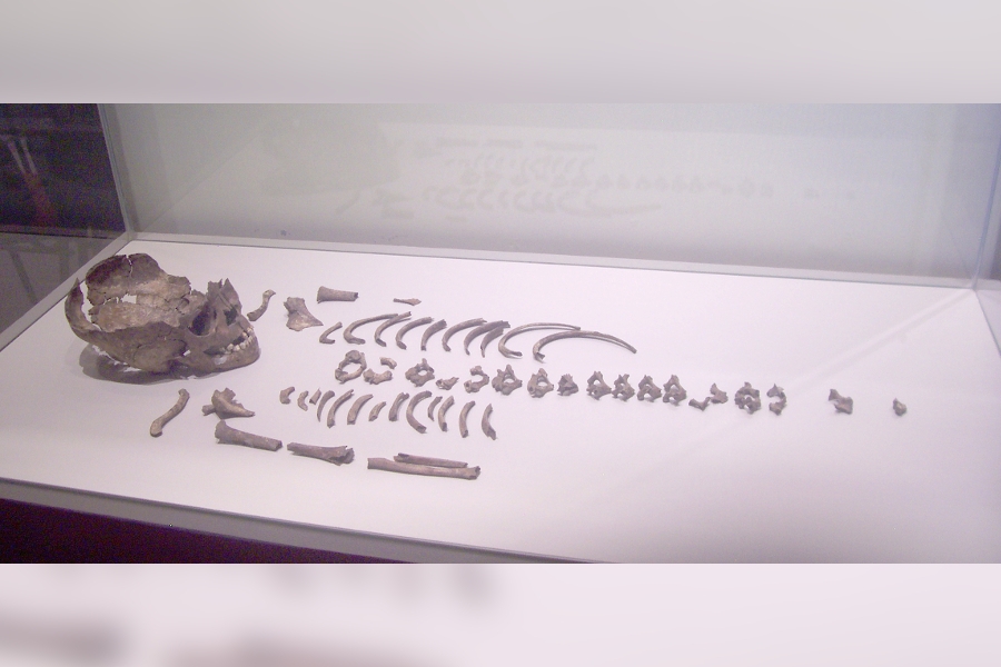 Exhiben restos óseos de mil años de antigüedad, como pieza del mes en el Museo Cuauhnáhuac