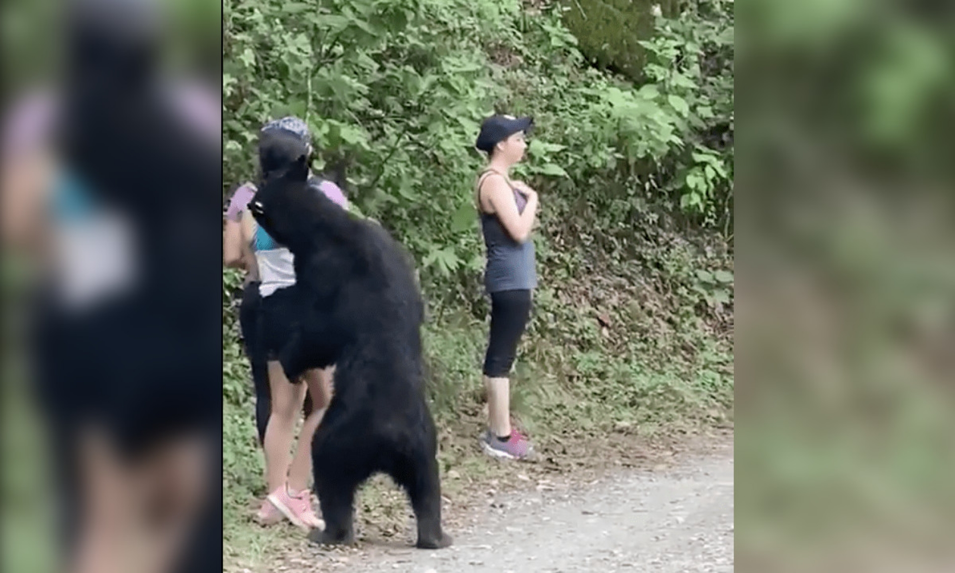 Oso de Chipinque Nuevo León, será llevado a un Zoológico