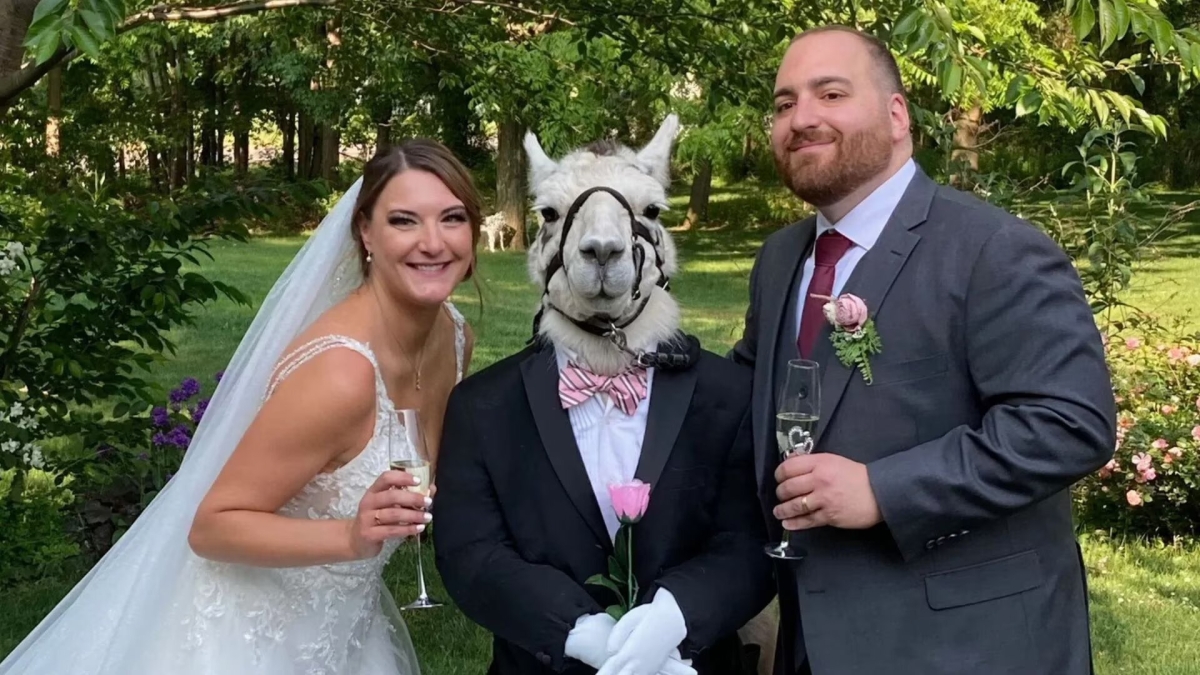 Visten a llama con esmoquin y se vuelve el 'padrino' ¡de una boda!; fotos se vuelven virales