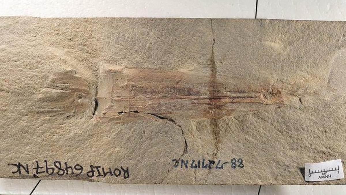 Arqueólogos identifican nueva especie de calamar vampiro de diez tentáculos