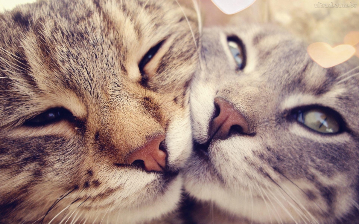 ¿Por qué ronronean los gatos?
