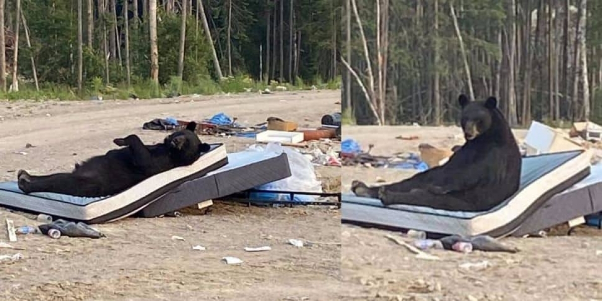 Captan a un oso durmiendo cómodamente en un colchón