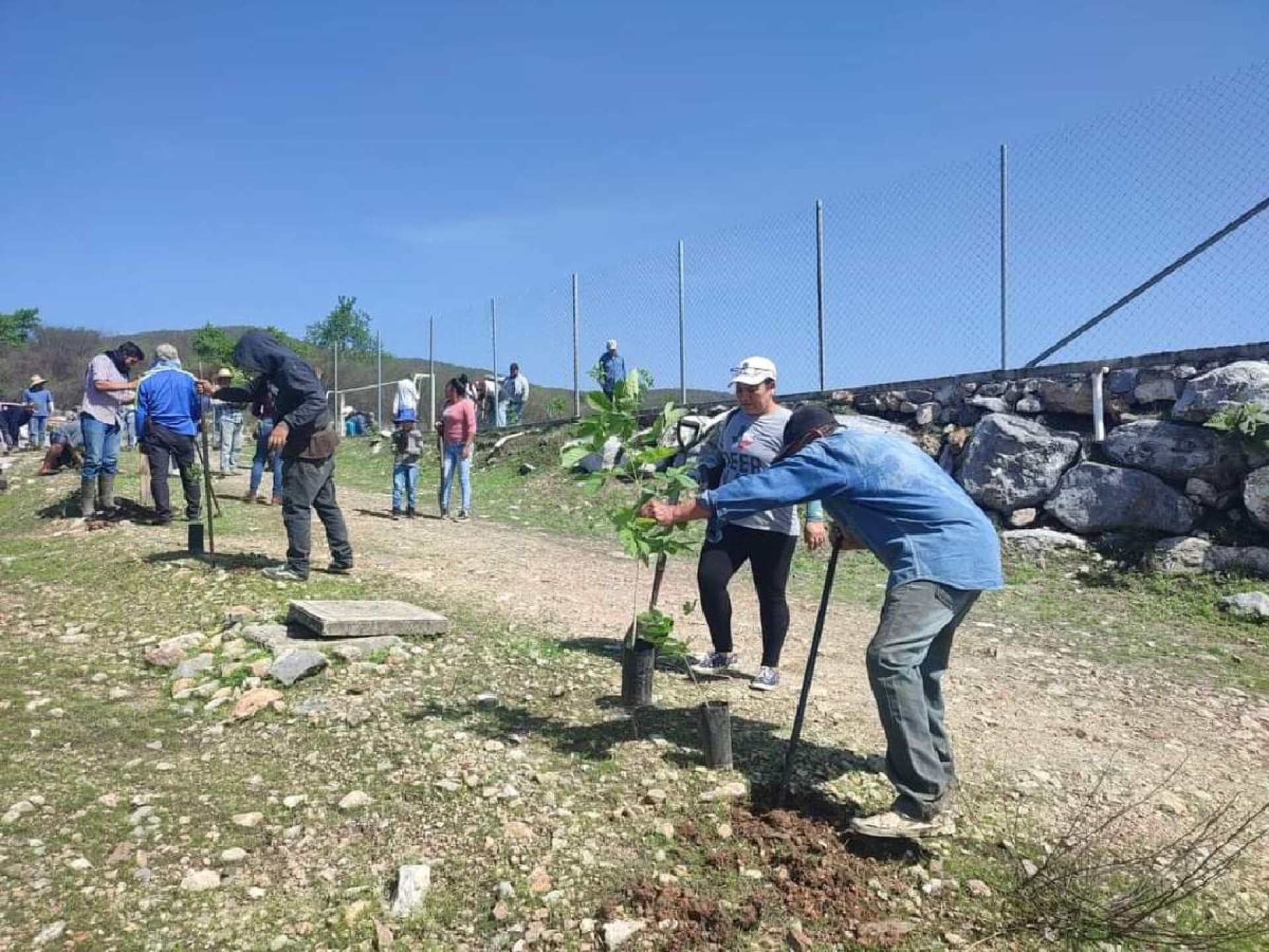 Continúan en Mazatepec acciones de reforestación